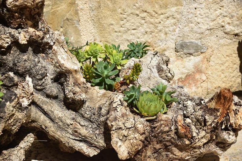Old Town Studio Apartments Makarska Luaran gambar
